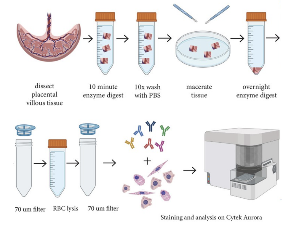 Big Panel Theory系列之—23色光谱流式方案全面解析胎盘MSC异质性