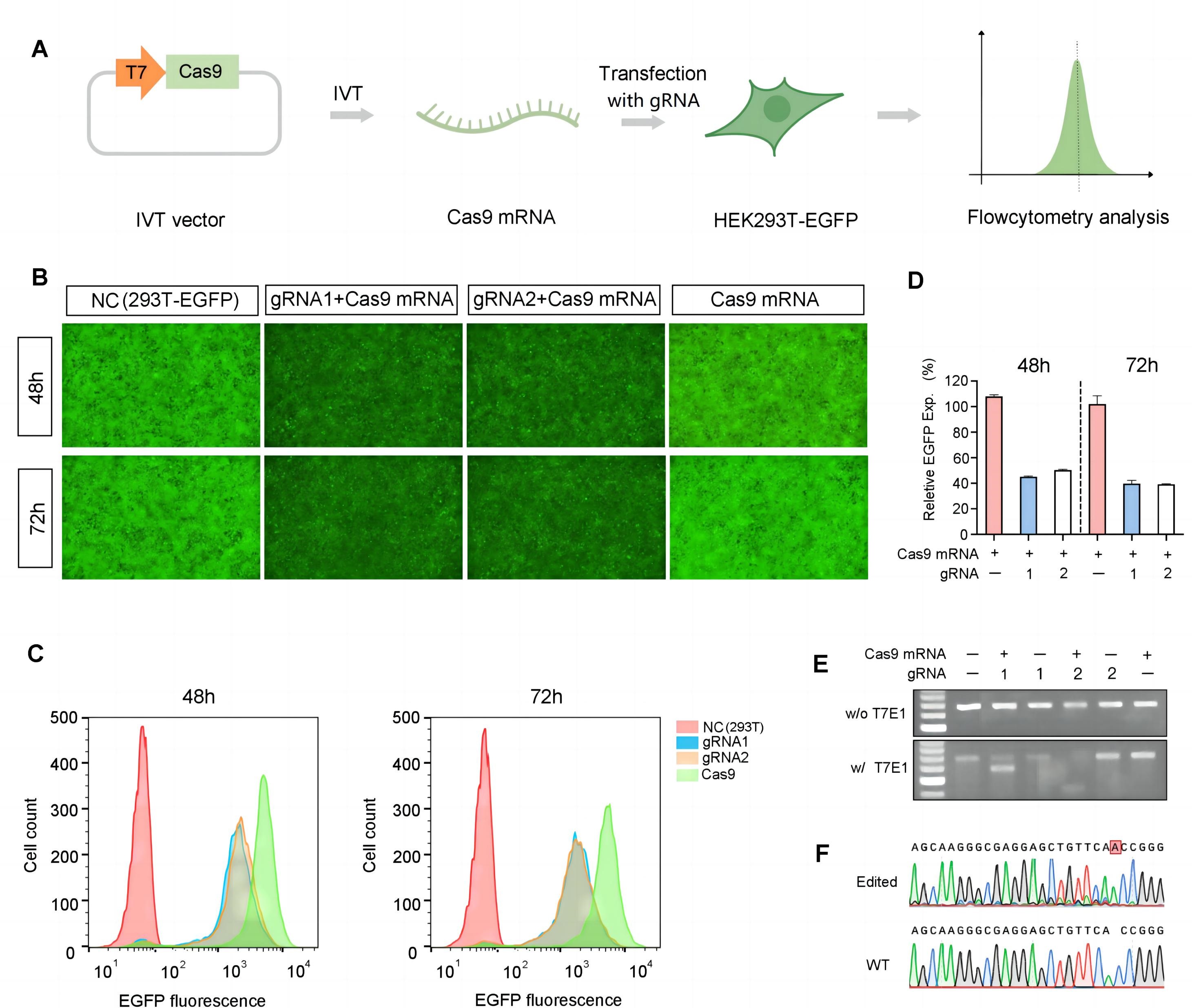 载体家小课堂| 搞生物的总要看看吧：一文了解Cas9非病毒载体基因递送