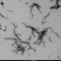 焦谷氨酸β淀粉样蛋白 3-42 前体原纤维