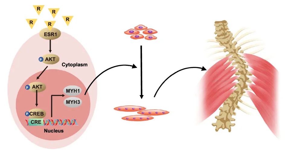 Nature子刊丨肌肉祖细胞中的不对称ESR1信号决定了青少年特发性脊柱侧弯的进展