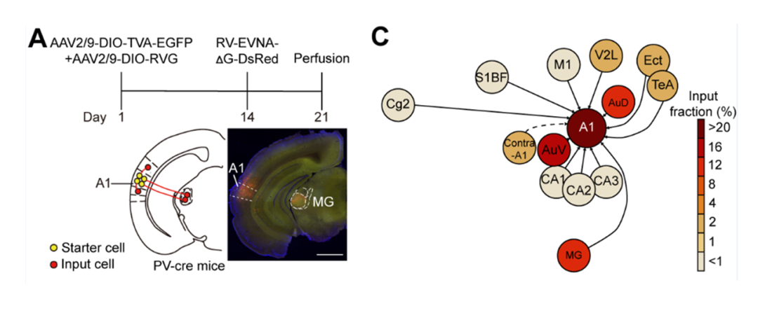 科技前沿 | VS200助力揭示心理韧性的环路机制