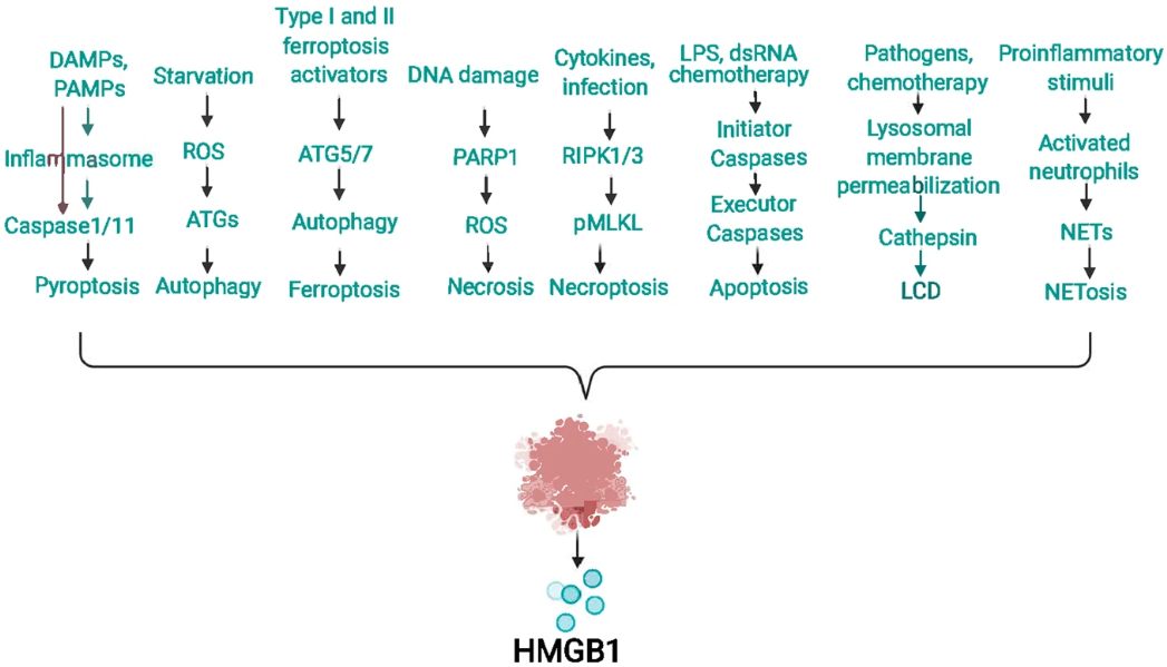 【双重剑客】HMGB1——炎症反应与癌症的重要靶点-自主发布-资讯-生物在线