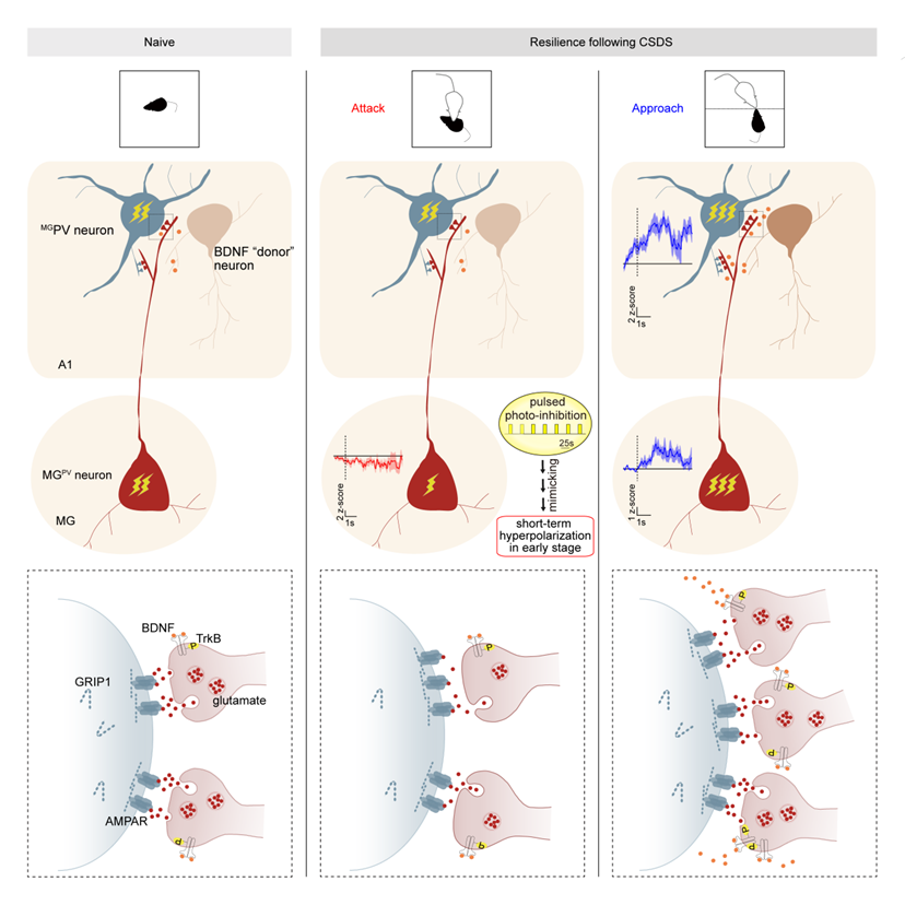 科技前沿 | VS200助力揭示心理韧性的环路机制
