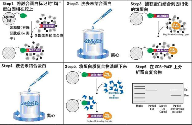 髓过氧化物酶(MPO)卵白蛋白偶联物标签选择