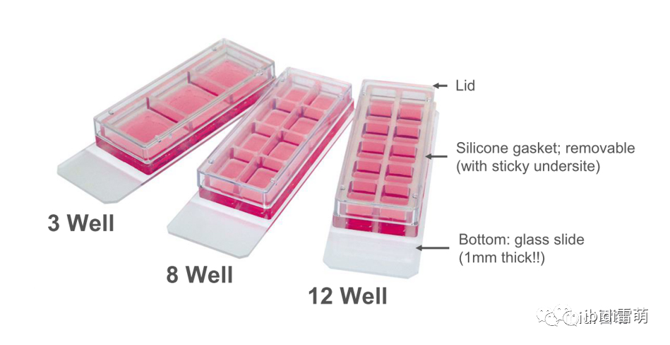 ibidi可移除腔室载玻片|细胞培养、固定、染色、成像，一片即可！