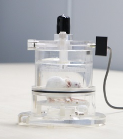 小鼠和大鼠在低氧时通气反应和代谢特征的不同