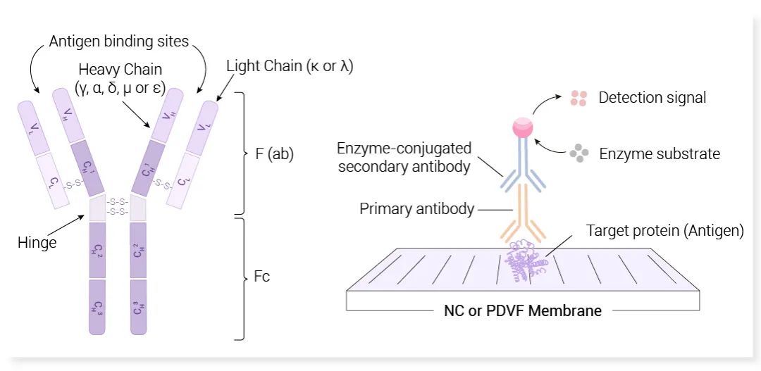 MCE 迎来了一位新成员——抗体