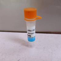 pEnCMV-RBD(SARS-Cov-2)-3×FLAG质粒