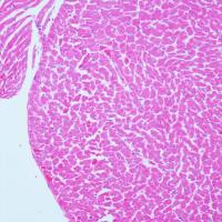 病理常规HE染色实验服务