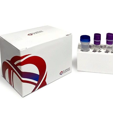 Quick-Glia™ Astrocyte - SeV Kit (Large)