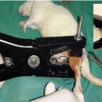 骨折动物模型