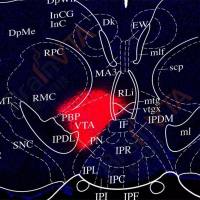 霍乱毒素 B 亚基（Cholera Toxin Subunit B，CTB) ：CTB-555
