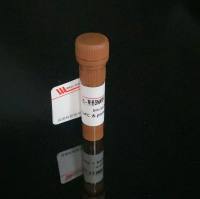 5(6)-羧基SNARF-1, 乙酰甲酯, 乙酸酯 （5mM 无水DMSO溶液）