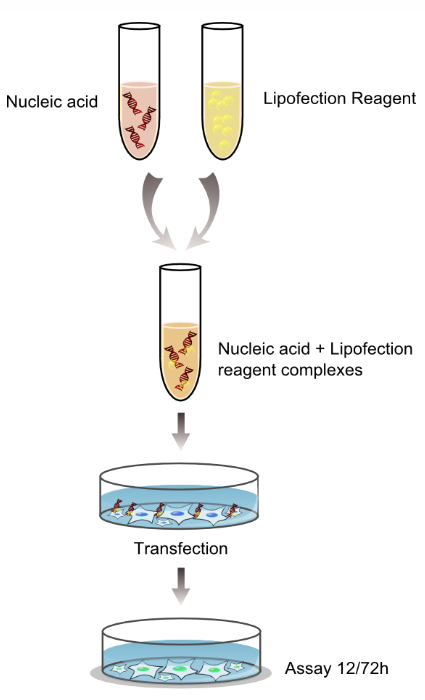 艾美捷脂质转染试剂的优势及解决方案   