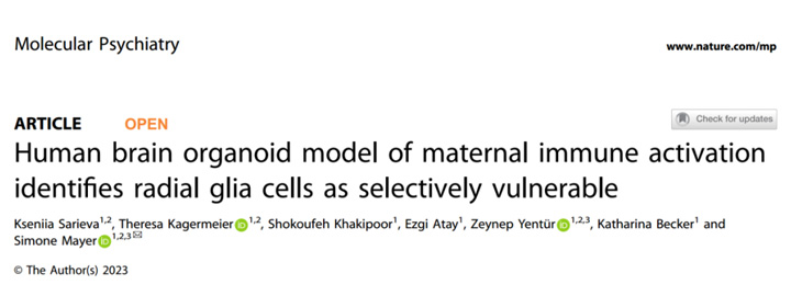 Nature子刊（IF＞10）：人脑类器官的母体免疫激活模型