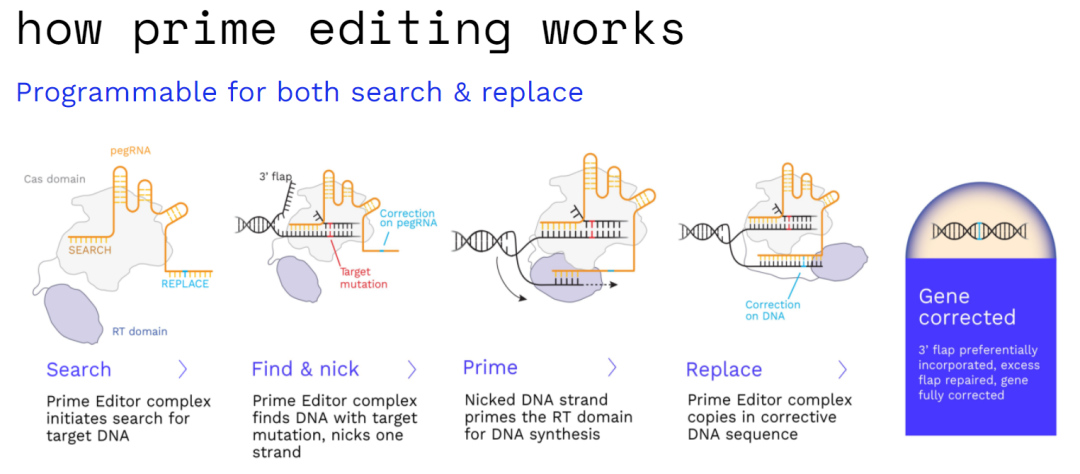 刘如谦团队开发双AAV载体,首次实现体内多器官高效先导编辑