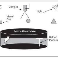 模型评价水迷宫