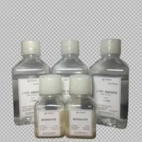 0.1%中性红染色液(常规染色)