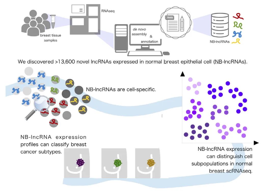 lncRNA研究进展盘点丨20230511期