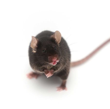特应性皮炎小鼠模型 特应性皮炎模型 AD模型