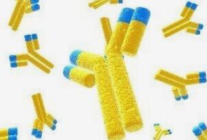 实验中抗体挑选参考因素