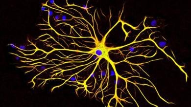 神经元细胞培养实验服务