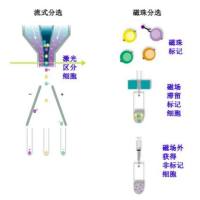 磁珠分选细胞