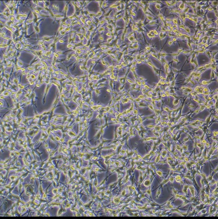 min6小鼠胰岛细胞