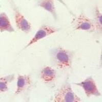 细胞成脂、成骨、成神经诱导实验服务