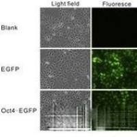 稳定细胞株筛选