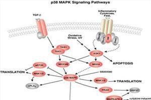 内皮细胞培养实验服务