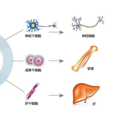 干细胞培养