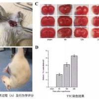脑外损伤动物模型