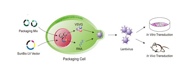 细胞传代培养和原代培养