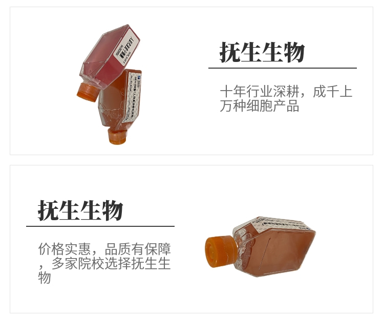 CCD841 CON人正常结肠上皮(有限系）细胞专用培养基