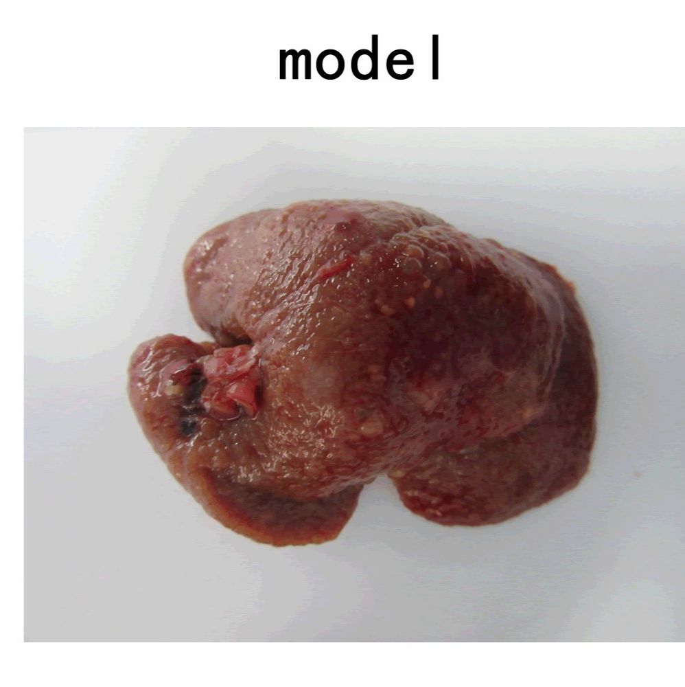 肝纤维化动物模型  消化系统模型