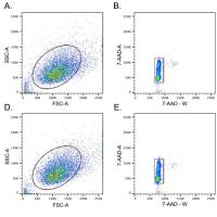 BrdU检测-免疫荧光法