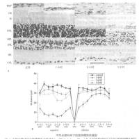 视网膜损伤模型  五官系统模型