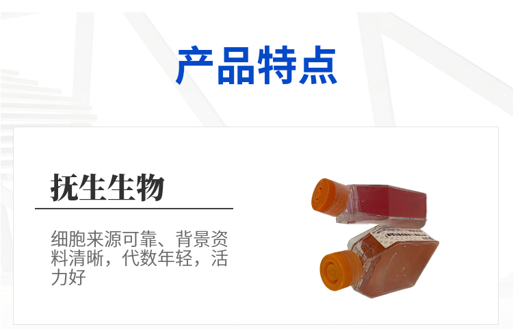 CCD841 CON人正常结肠上皮(有限系）细胞专用培养基