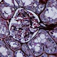 六胺银法染色实验服务