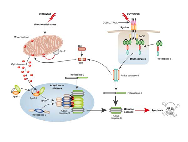 细胞、组织TUNEL凋亡染色实验服务