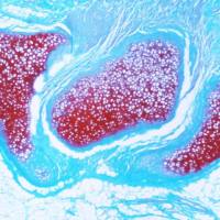 番红O固绿染色实验服务