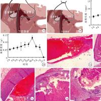 体内血栓动物模型