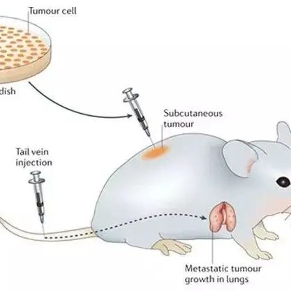 脑胶质瘤动物模型