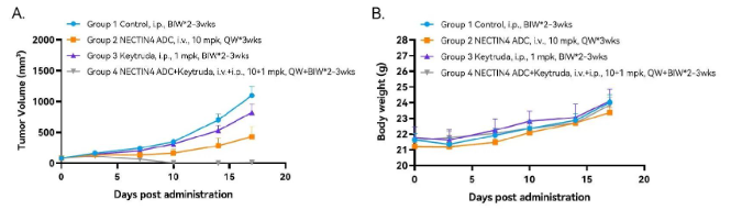深度解析ADC药物（附临床前研究模型）