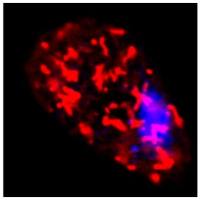 线粒体钙瞬时变化检测