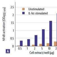 NF-KB p65活性检测实验