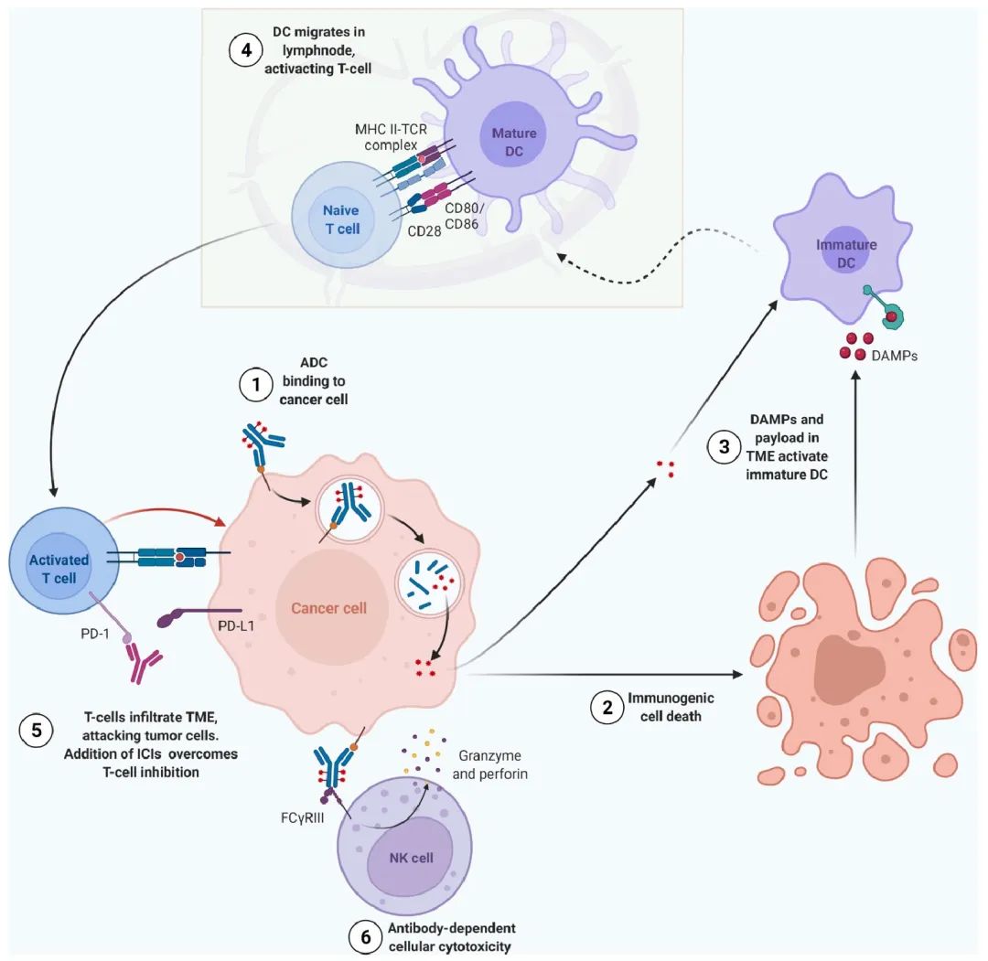 深度解析ADC药物（附临床前研究模型）