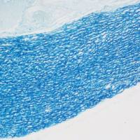 维多利亚蓝染色实验服务