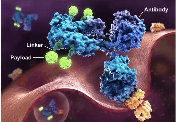 深度解析ADC药物（附临床前研究模型）